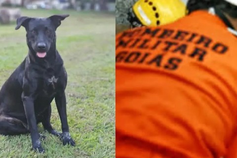 Justiça por Brutus: protesto vai até sede dos bombeiros nesta segunda (13)